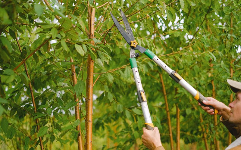 Tree trimming in Winslow, IN